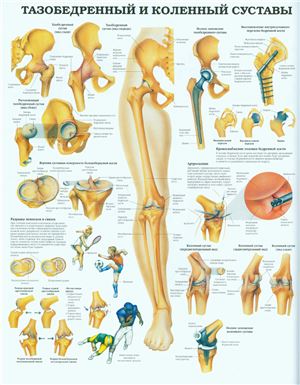Анатомический плакат - Тазобедренный и коленный суставы