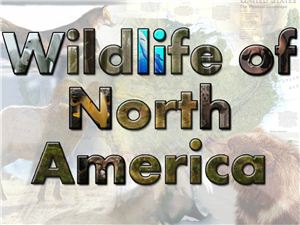 Wildlife of North America