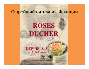 Roses Ducher