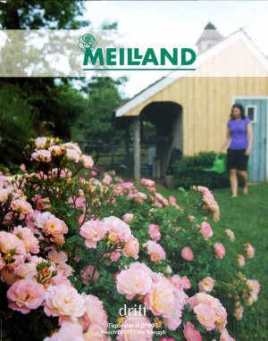 Каталог роз фирмы Meiland