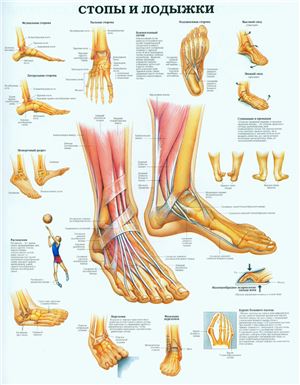 Анатомический плакат - Стопы и лодыжки