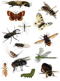 Різноманітність комах