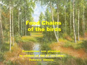 Food Chains of the birds