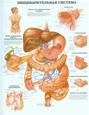 Анатомический плакат - Пищеварительная система