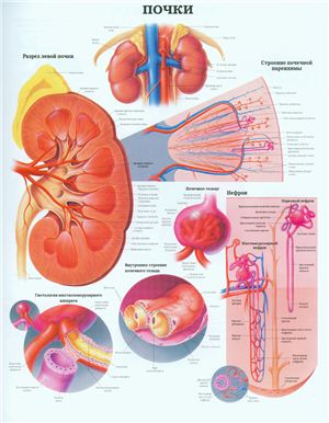 Анатомический плакат - Почки