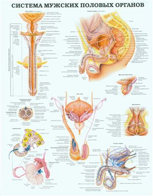 Анатомический плакат - Система мужских половых органов