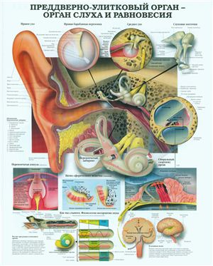 Анатомический плакат - Преддверно-улитковый орган - орган слуха и равновесия