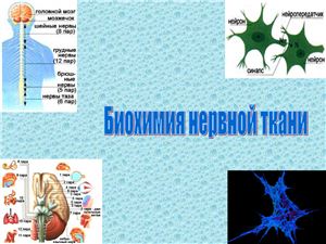 Презентация-Биохимические процессы нервной ткани