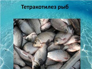 Тетракотилез рыб