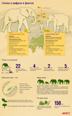 Слоны в цифрах и фактах