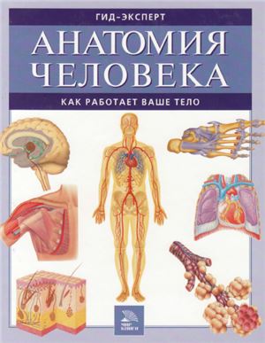 Иванова О.В. Анатомия человека. Как работает ваше тело