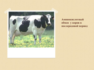 Аминокислотный обмен у коров в послеродовой период