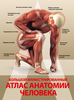 Спектор А.А. Большой иллюстрированный атлас анатомии человека
