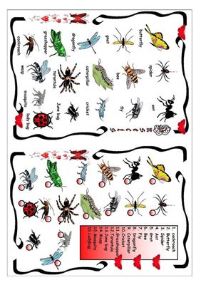 Словарь-картинка - Insects
