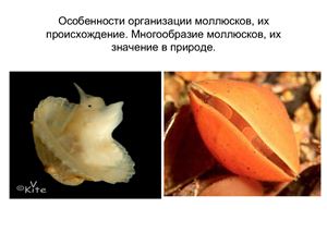 Особенности организации моллюсков, их происхождение. Многообразие моллюсков, их значение в природе