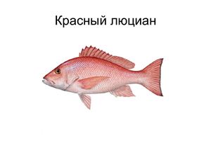 Рыба - Люциан