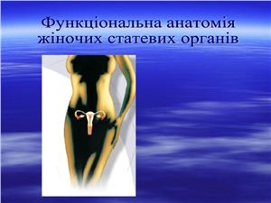 Функціональна анатомія жіночих статевих органів