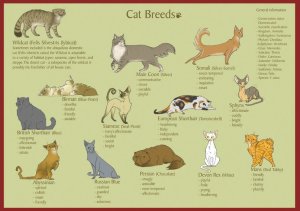 Cat Breeds