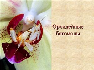 Орхидейные богомолы