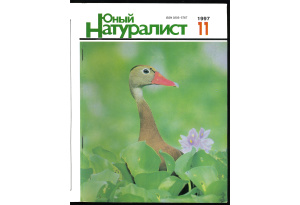 Юный натуралист 1997 №11