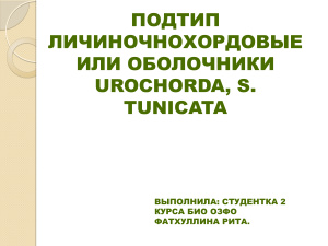 Подтип Личиночнохордовые или Оболочники Urochorda, S. tunicata