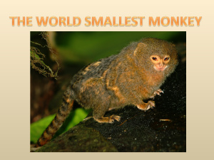 One of the smallest monkeys. Одна из самых маленьких обезьян
