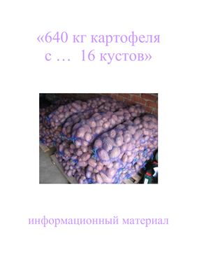 640 кг картофеля с 16 кустов