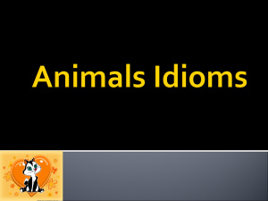Animals Idioms