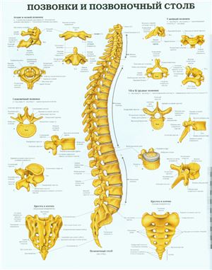Анатомический плакат - Позвонки и позвоночный столб