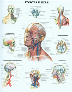 Анатомический плакат - Голова и шея