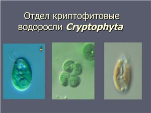 Отдел криптофитовые водоросли Cryptophyta