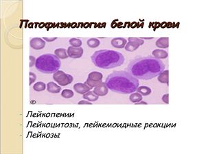 Презентация - Патофизиология белой крови