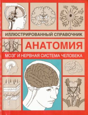 Борисова И.А. Мозг и нервная система человека