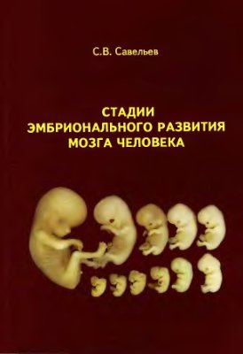 Савельев С.В. Стадии эмбрионального развития мозга человека