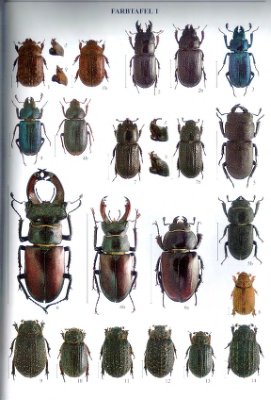 Bunalski M. Die Blatthomkäfer Mitteleuropas. Coleoptera, Scarabaeoidea