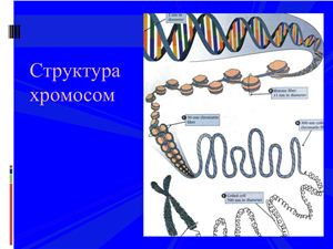 Презентация - Структура хромосом