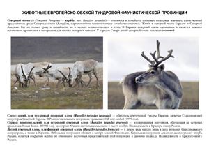 Кочетков А.А. Животные европейско-обской тундровой фаунистической провинции в республике коми