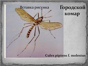 Городской комар