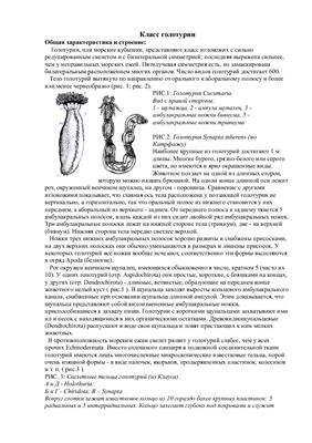 Класс голотурии, Трепанг и морские огурцы (доклад)