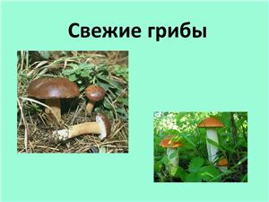 Презентация - Свежие грибы