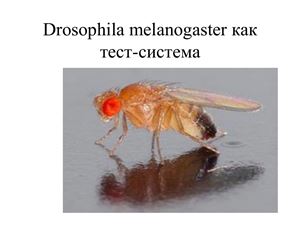 Drosophila melanogaster как тест-система