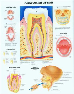 Анатомический плакат - Анатомия зубов
