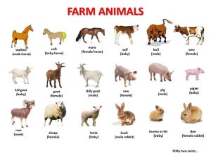 Тварини на фермі