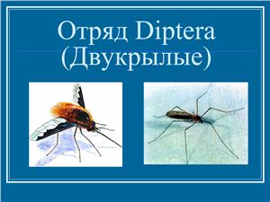 Отряд Diptera (Двукрылые)