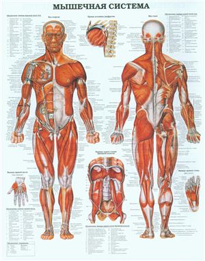Анатомический плакат - Мышечная система