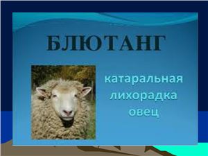 Блютанг или катаральная лихорадка овец