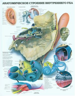 Анатомический плакат - Анатомическое строение внутреннего уха