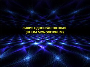 Лилия однобратственная - LILIUM MONODELPHUM