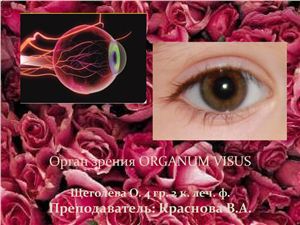 Орган зрения Organum Visus