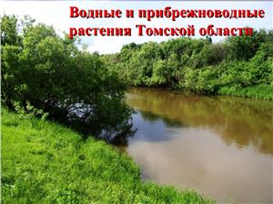 Водные и прибрежно-водные растения Томской области
